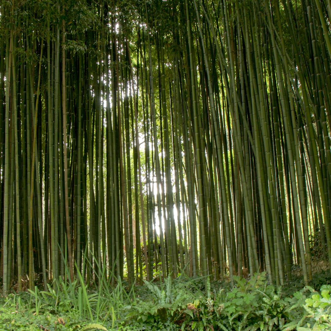 Giardino di Ninfa e Cori